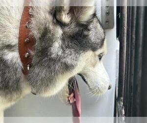Huskies -Unknown Mix Dogs for adoption in Houston, TX, USA