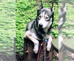 Siberian Husky Dogs for adoption in Pittsburgh, PA, USA
