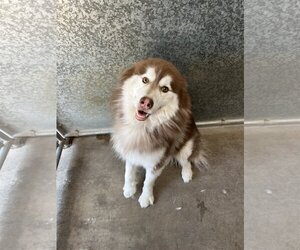 Huskies -Unknown Mix Dogs for adoption in San Francisco, CA, USA