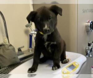 Border Collie-Unknown Mix Dogs for adoption in Visalia, CA, USA
