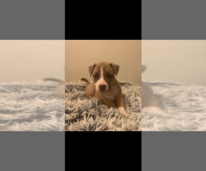 Boxer-Unknown Mix Dogs for adoption in garner, NC, USA