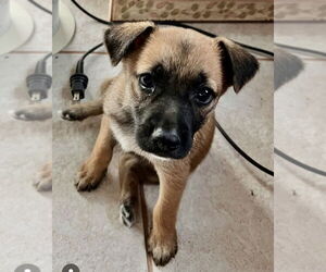 Border Collie-Unknown Mix Dogs for adoption in San Diego, CA, USA