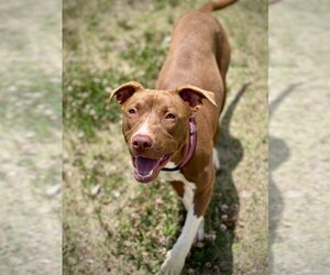 American Pit Bull Terrier Dogs for adoption in Pacolet, SC, USA