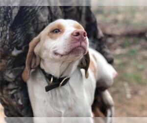 Beagle Dogs for adoption in Mount Vernon, AR, USA