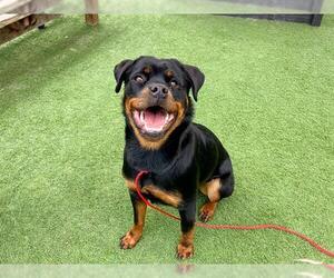 Rottweiler Dogs for adoption in Orange, CA, USA