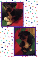 Borador Dogs for adoption in Genoa City, WI, USA