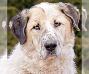Great Pyrenees-Unknown Mix Dogs for adoption in Albuquerque, NM, USA