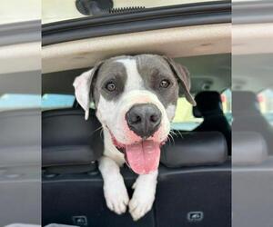Mutt Dogs for adoption in Chula Vista, CA, USA
