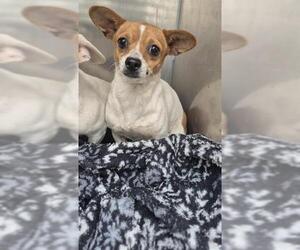 Chihuahua-Unknown Mix Dogs for adoption in San Antonio, TX, USA