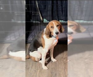 English Foxhound-Treeing Walker Coonhound Mix Dogs for adoption in Mouth Of Wilson, VA, USA
