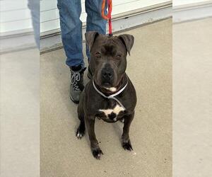 Mutt Dogs for adoption in Louisville, KY, USA