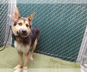 German Shepherd Dog Dogs for adoption in Downey, CA, USA