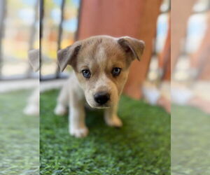 - Mix Dogs for adoption in miami, FL, USA