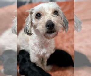 Poodle (Miniature)-Unknown Mix Dogs for adoption in Raleigh, NC, USA