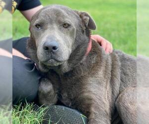 Blue Lacy Dogs for adoption in Austin, TX, USA