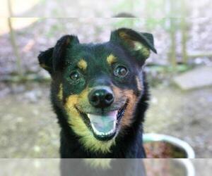 Chiranian Dogs for adoption in Rowayton, CT, USA