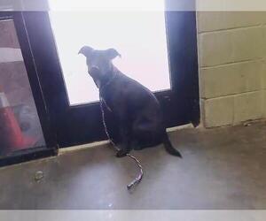 Mutt Dogs for adoption in Tulsa, OK, USA