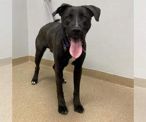 Labrador Retriever Dogs for adoption in Aurora, CO, USA