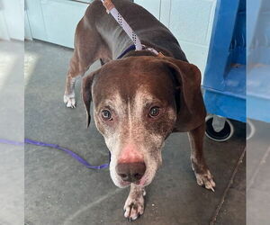 Labrador Retriever Dogs for adoption in Tavares, FL, USA