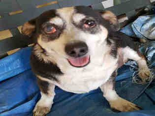 Raggle Dogs for adoption in San Antonio, TX, USA