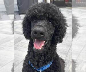 Poodle (Standard) Dogs for adoption in Kennesaw, GA, USA