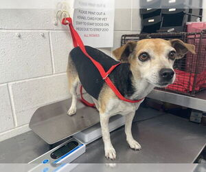 Chihuahua Dogs for adoption in San Bernardino, CA, USA