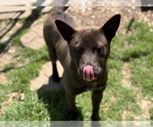 American Pit Bull Terrier-Unknown Mix Dogs for adoption in Tulsa, OK, USA