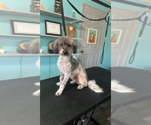 Lhasa-Poo Dogs for adoption in Mooresville, NC, USA