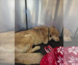 Golden Retriever-Unknown Mix Dogs for adoption in San Antonio, TX, USA