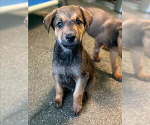 Doberman Pinscher-Unknown Mix Dogs for adoption in Woodland, CA, USA