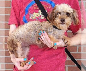 Poodle (Toy) Dogs for adoption in Carrollton, TX, USA