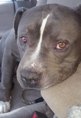 Staffordshire Bull Terrier Dogs for adoption in Seattle, WA, USA