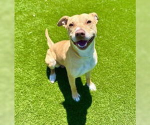 American Pit Bull Terrier Dogs for adoption in Salinas, CA, USA