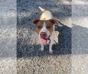 American Pit Bull Terrier Dogs for adoption in Palmetto, FL, USA