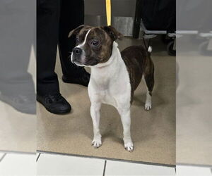 Staffordshire Bull Terrier Dogs for adoption in Derwood, MD, USA