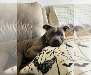 Mutt Dogs for adoption in Las Vegas, NV, USA
