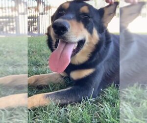 German Shepherd Dog Dogs for adoption in Riverside, CA, USA