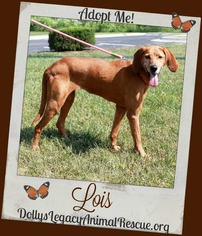 Redbone Coonhound Dogs for adoption in Lincoln, NE, USA