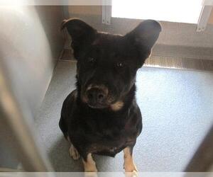 German Shepherd Dog-Unknown Mix Dogs for adoption in Orange, CA, USA