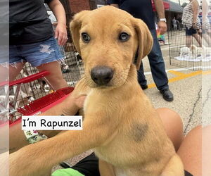 Catahoula Leopard Dog Dogs for adoption in GILBERTS, IL, USA