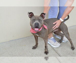 American Pit Bull Terrier-Unknown Mix Dogs for adoption in McKinney, TX, USA