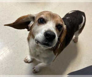 Beagle Dogs for adoption in Roaring River, NC, USA
