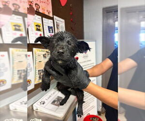 German Shepherd Dog Dogs for adoption in Stockton, CA, USA