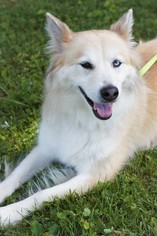 Alaskan Husky-Unknown Mix Dogs for adoption in Johnson City, TN, USA