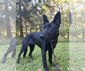 German Shepherd Dog Dogs for adoption in Mt. Airy, MD, USA