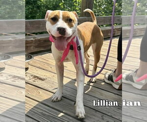 Mutt Dogs for adoption in Woodbury, NY, USA