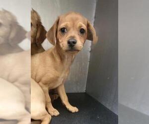 Chihuahua Dogs for adoption in San Antonio, TX, USA