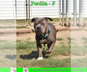 American Bulldog Dogs for adoption in Pensacola, FL, USA