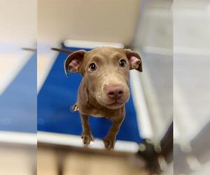 American Pit Bull Terrier-Unknown Mix Dogs for adoption in Riverside, CA, USA