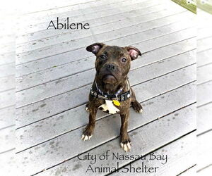 Boxer-Unknown Mix Dogs for adoption in Nassau bay, TX, USA